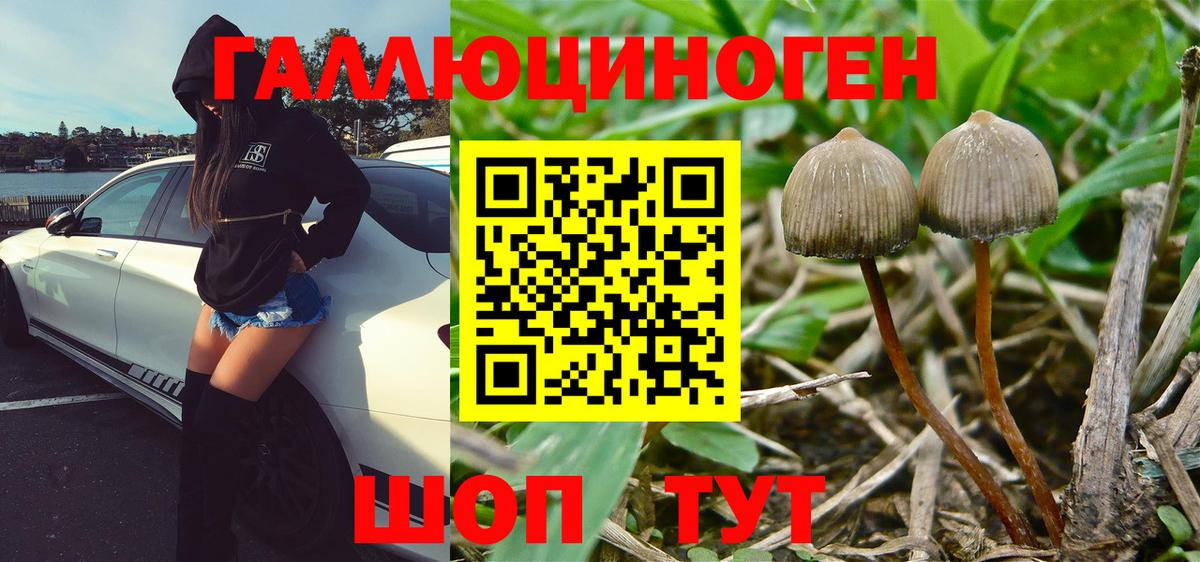 Псилоцибиновые грибы Psilocybe Волжский